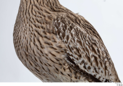 Chest Bird Animal photo references